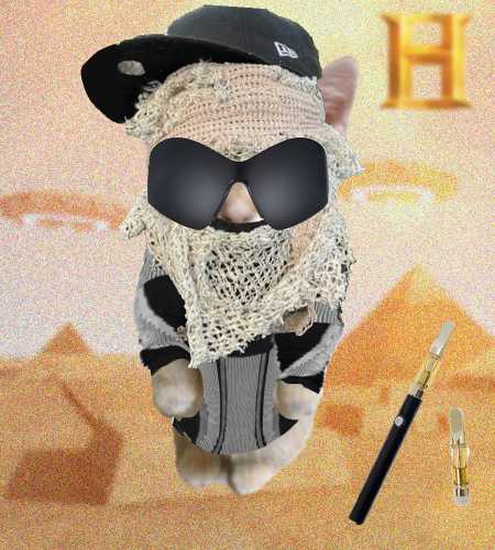 Cate #1097