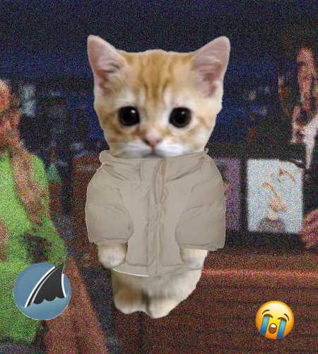 Cate #478