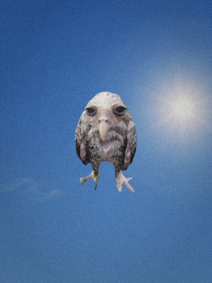 diggie
