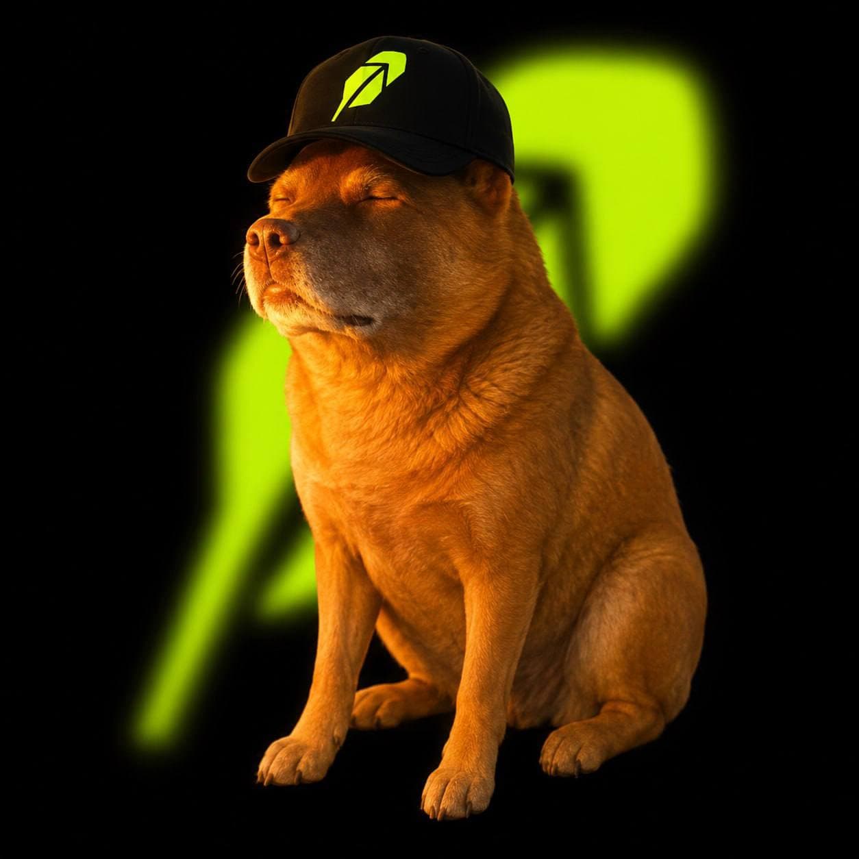 Doge