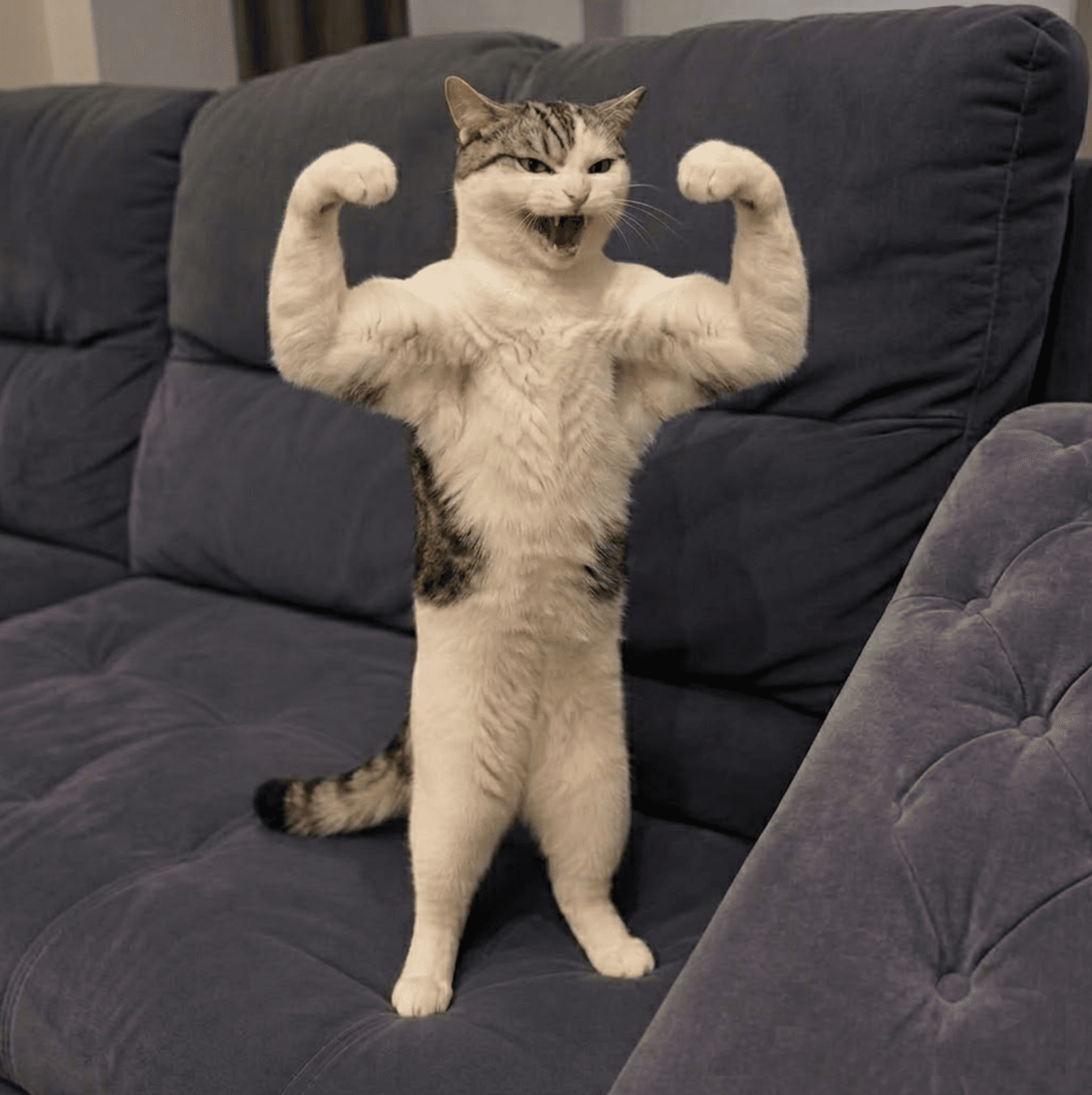 Ninja Cat