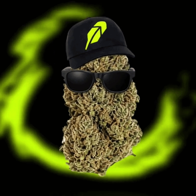Robin Bud (Not rolled yet)
