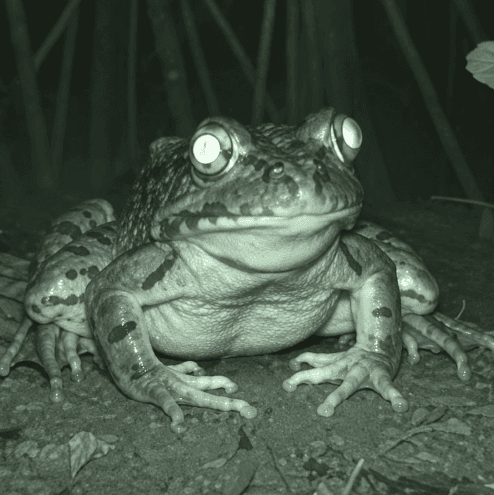 unrevealed frong