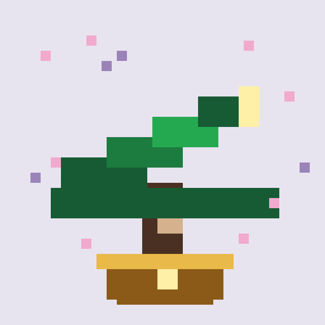 Candlewood Bonsai #7739